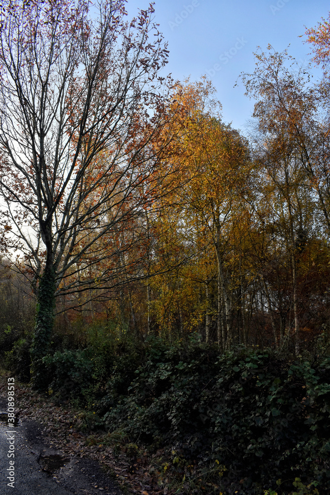 Irish countryside in Autumn