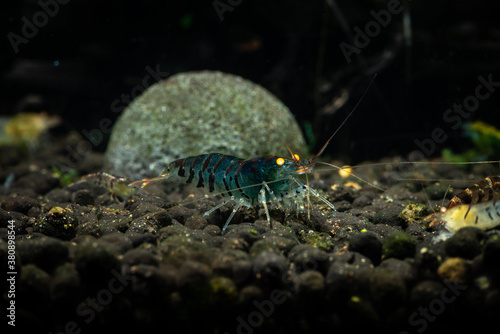 Freshwater aquarium macro photo of Blue Tiger caridina shimp photo