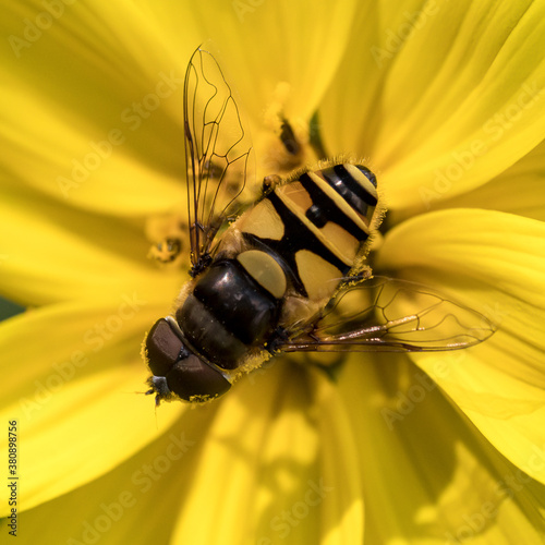 Yellow Hover fly on yellow helianthus flower