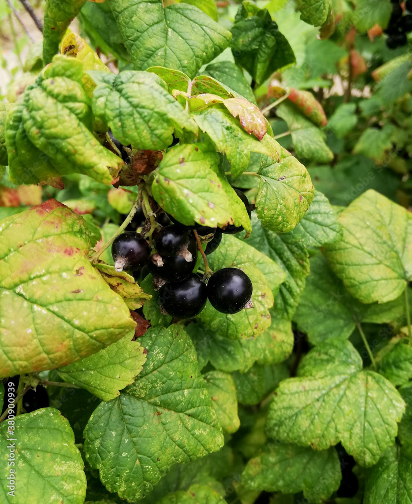 ripe berries of black currant among leaves ripe berries of black currant among leaves