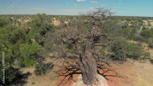 4K aerial shot, circle around an 3000 year old beautiful 2 trunk boabab tree, nambia photo