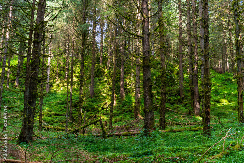 Fototapeta premium Cansiglio tempesta Vaia
