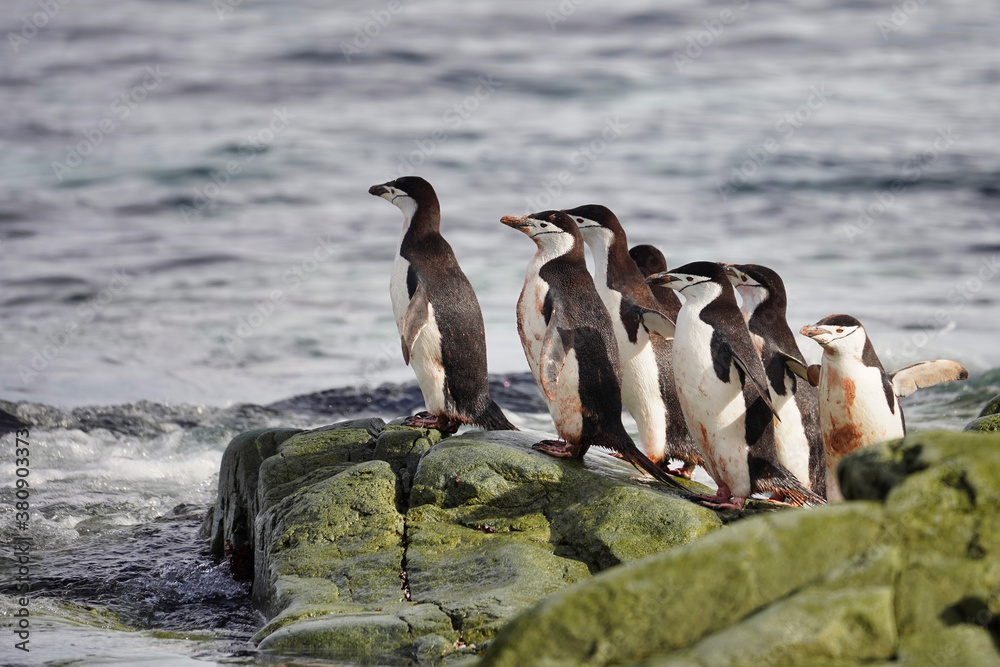 Fototapeta premium group of chinstrap penguins in antarctica on rock