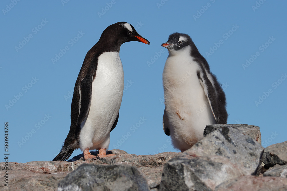 Naklejka premium gentoo penguin with chick in antarctica