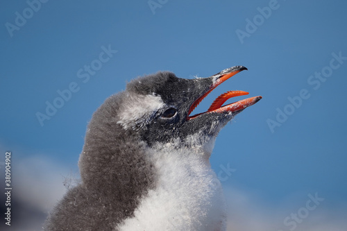 penguin chick with open beak and tongue