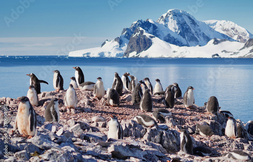 gentoo penguin group in antarctica