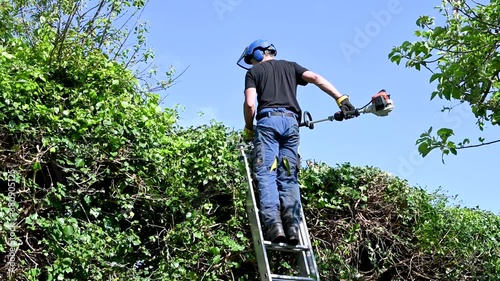 Tree Surgeon or Arborist using a hedge trimmer to prune a tall hedge