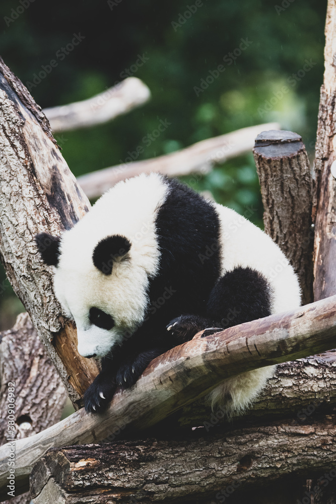 Obraz premium Panda im Zoo VI