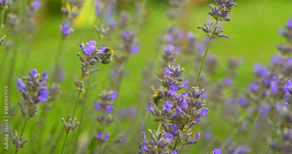 Bees collecting nectar on lavender, slow-motion, 4k DCI Bees collecting nectar on lavender, slow-motion, 4k DCI