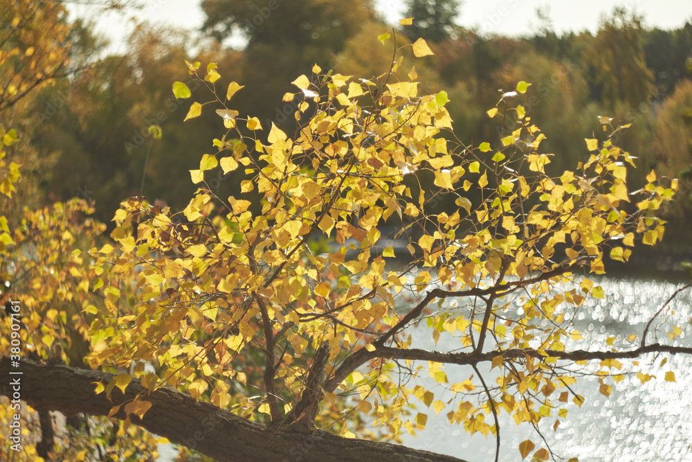 Fototapeta premium Blurred bokeh of autumn leaves in the forest on a warm Sunny day. Autumn forest, illuminated by the morning sun