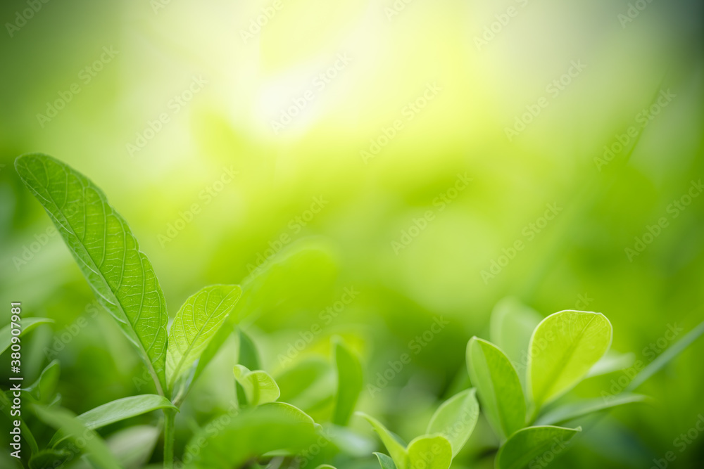 Nature of green leaf in garden at summer. Natural green leaves plants using as spring background cover page greenery environment ecology wallpaper Nature of green leaf in garden at summer. Natural green leaves plants using as spring background cover page greenery environment ecology wallpaper