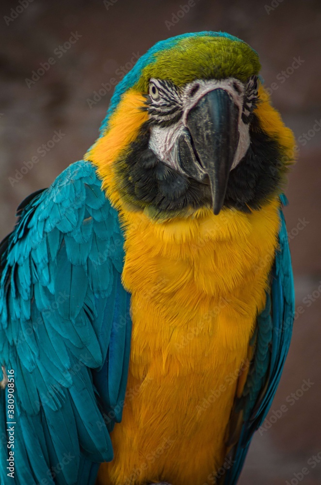 Blue & Yellow Macaw! It is a large South American parrot whose wings & tail are blue, while the under parts are yellow or golden. It also has a green forehead, a white face & a black beak.