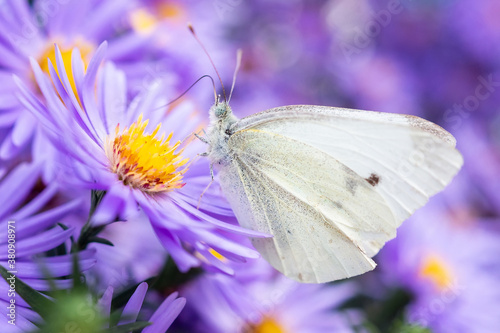Large White, Pieris brassicae