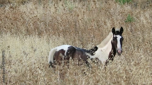 Young piebald horse grazing in tall wild oats and weeds in Andalusian countryside, Spain