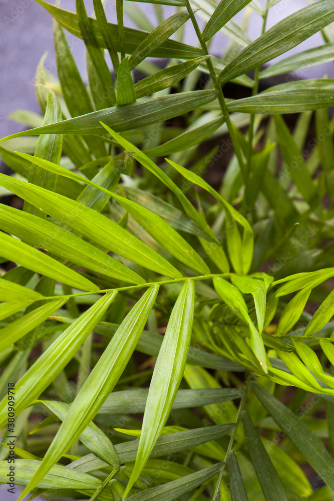 Indoor palm tree, Chrysalidocarpus Lutescens Areca plants, home decor air plants