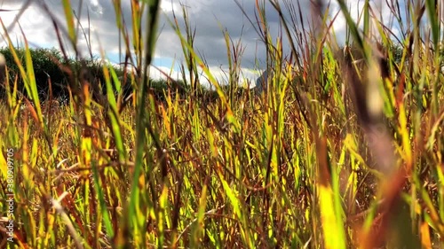 Walking in tall grass photo