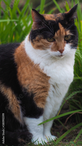 Belle chatte isabelle au regard profond photo