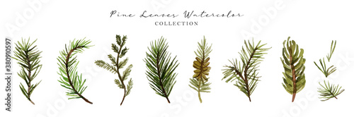 Pine Leaves Watercolor