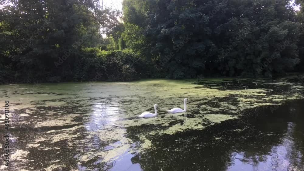 two swans on the canal waterfront two swans on the canal waterfront