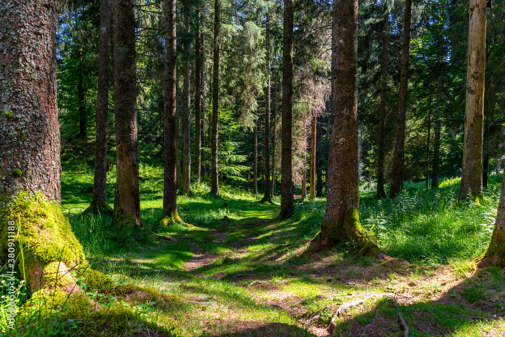 foresta Cansiglio Vaia foresta Cansiglio Vaia