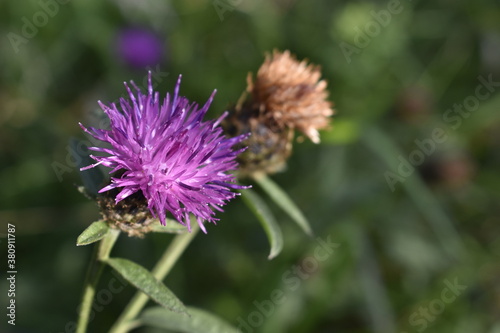 wild flower purple thistle