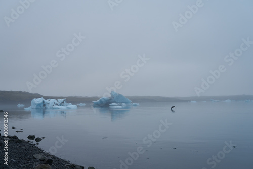seal swimming in the cold water of the Jokulsarlon Glacier Lagoon, Iceland