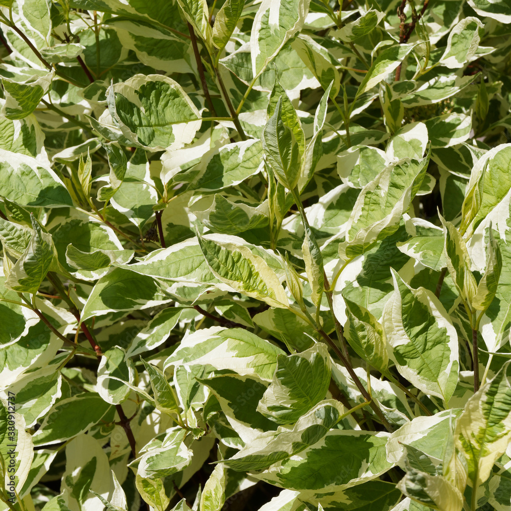 Obraz premium Cornouiller blanc à feuillage panaché (Cornus alba 'elegantissima'), buisson aux rameaux rouges ornés d'un magnifique feuillage vert bordé de blanc argenté