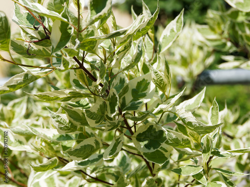 Wallpaper Mural Cornus alba 'elegantissima' ou ' Argenteomarginata' | Cornouiller blanc panaché au superbe feuillage décoratif vert bordé de blanc argenté sur rameaux rouges pourprés Torontodigital.ca