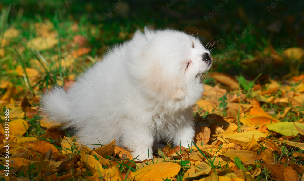 Fototapeta white pomeranian puppy is fun.
