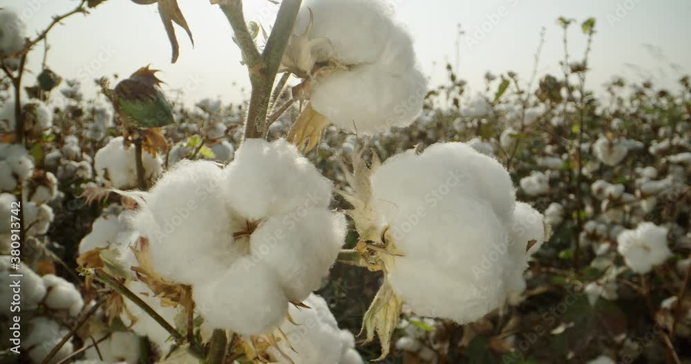 Close-up of high-quality cotton boxes ready for harvest, against the sun, 4k video. Cotton plantation. Close-up of high-quality cotton boxes ready for harvest, against the sun, 4k video. Cotton plantation.