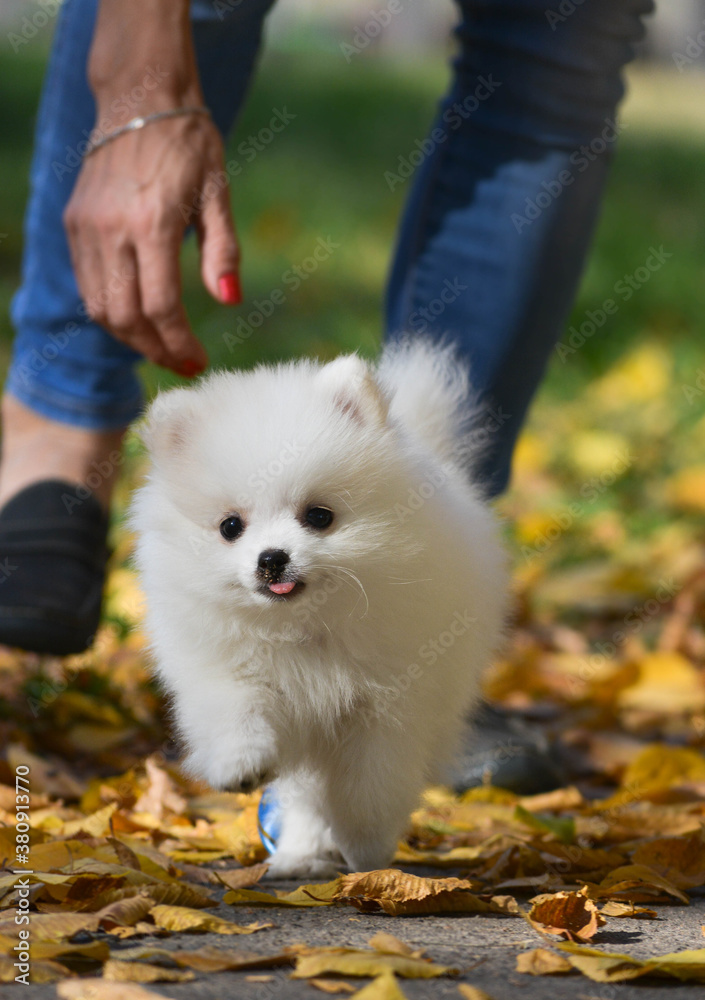 Fototapeta premium white pomeranian puppy