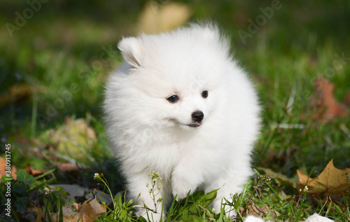 white pomeranian puppy © Irina