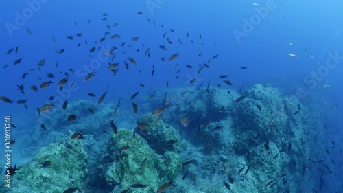 Wallpaper Mural underwater scenery blue water damsel fish school ocean scenery mediterranean Torontodigital.ca