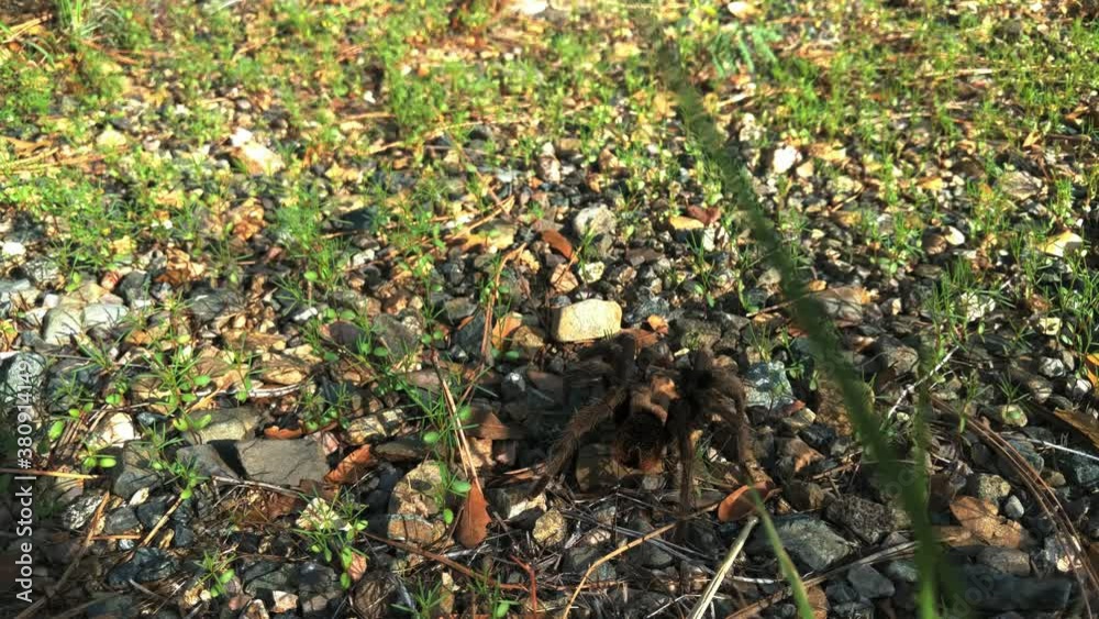Scary Venomous Tarantula on Roadside Preparing in the Grass to Attack Scary Venomous Tarantula on Roadside Preparing in the Grass to Attack