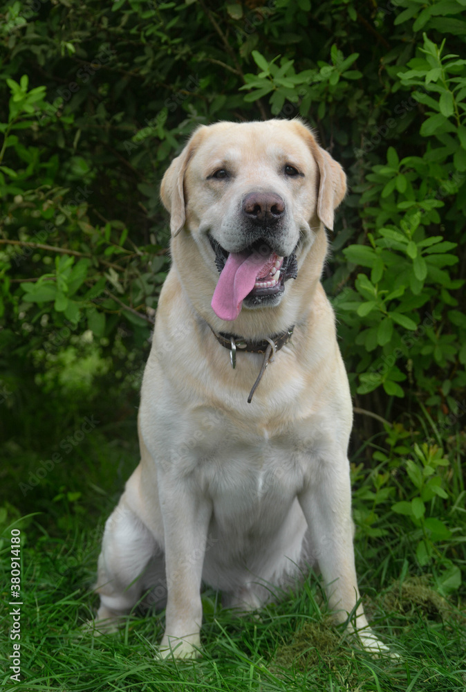 portrait of golden retriever dog