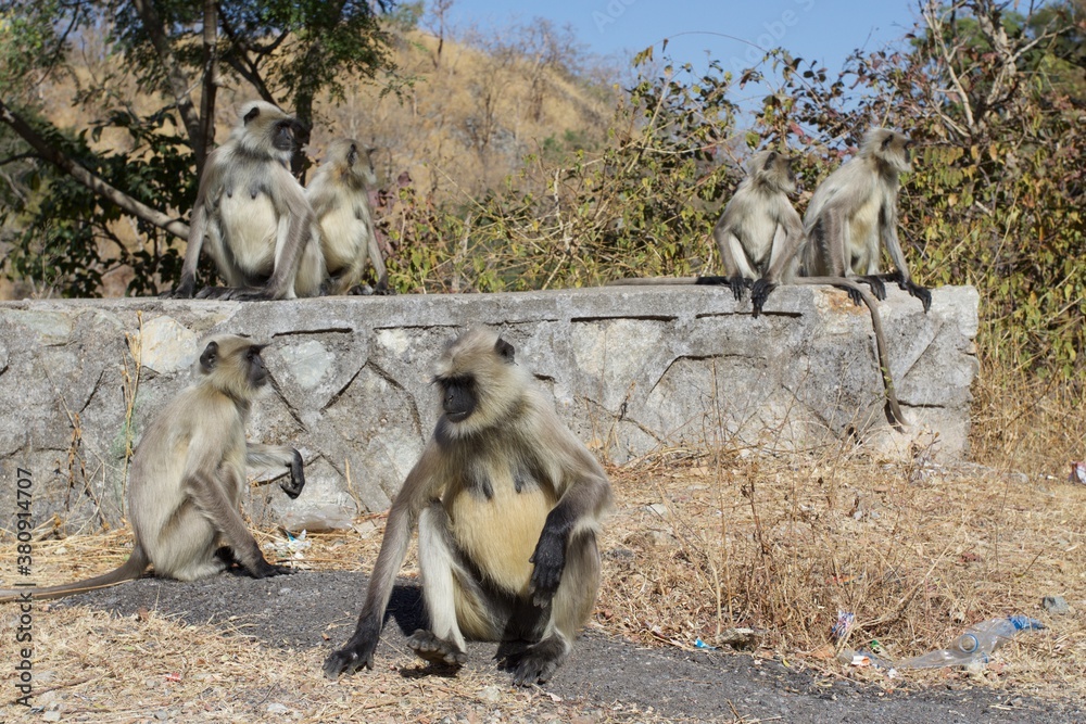 baboon family, India 
