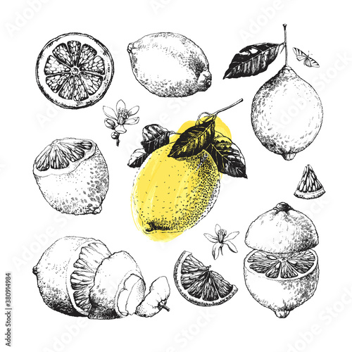 Hand drawn illustrations of beautiful yellow lemon fruits, peeled and sliced, with leaves