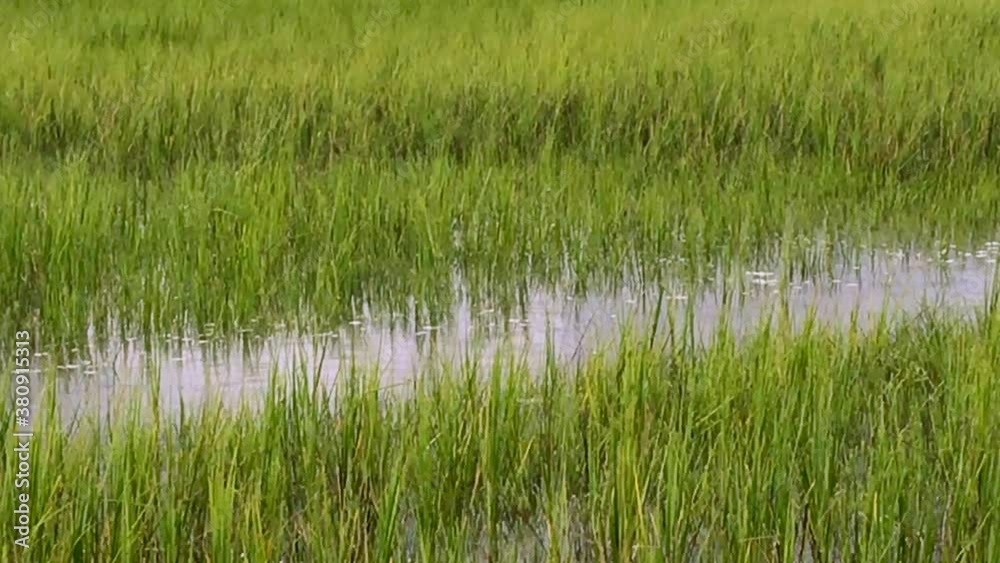 Marsh and sky on Wrightsville beach, Wilmington, NC Marsh and sky on Wrightsville beach, Wilmington, NC