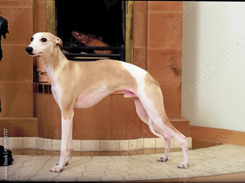 Obraz na płótnie whippet