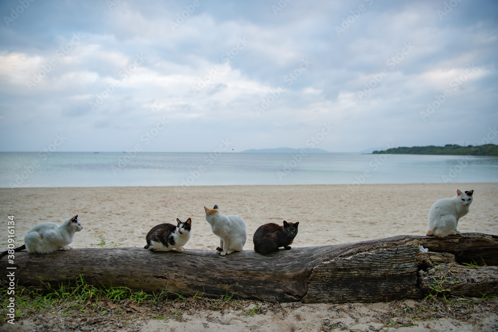 Fototapeta premium コンドイ浜の猫