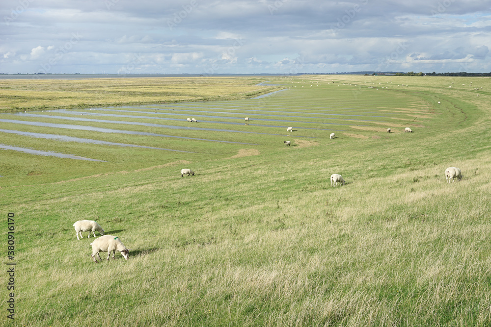 Schafe auf dem Deich und Salzwiese an der Nordseeküste