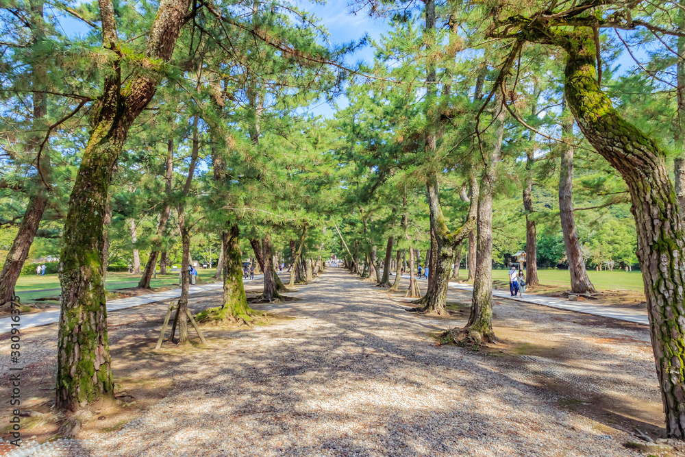 出雲大社 参道 島根県出雲市
Izumo Taisha Approach Shimane-ken Izumo city 出雲大社 参道 島根県出雲市
Izumo Taisha Approach Shimane-ken Izumo city