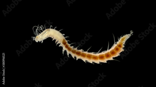 worm Polychaeta under a microscope, Syllidae family, differs in others by the presence of a barrel-shaped ventricle, most of them are benthic organisms. Barents Sea