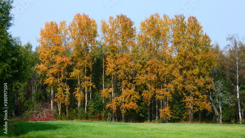 Autumn trees