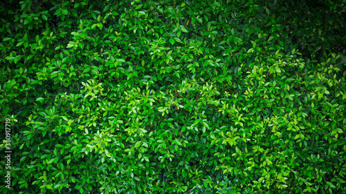 Green nature wall textured background