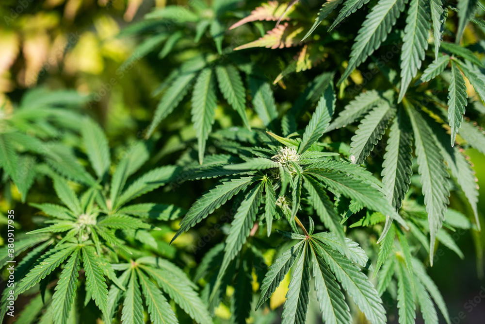 flowering buds of medicinal plants marijuana flowering buds of medicinal plants marijuana