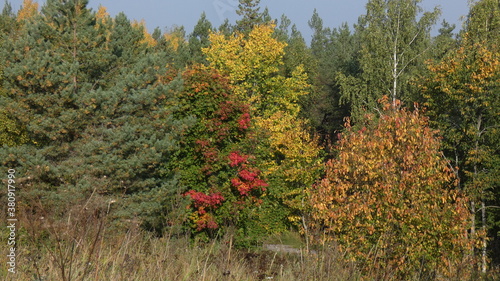Autumn trees