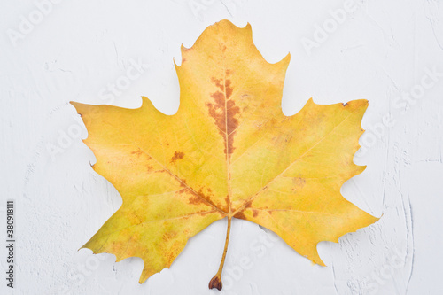 Autumn leaves, with white background, without people, Spain