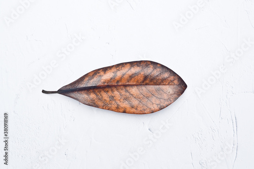 Autumn leaves, with white background, without people, Spain