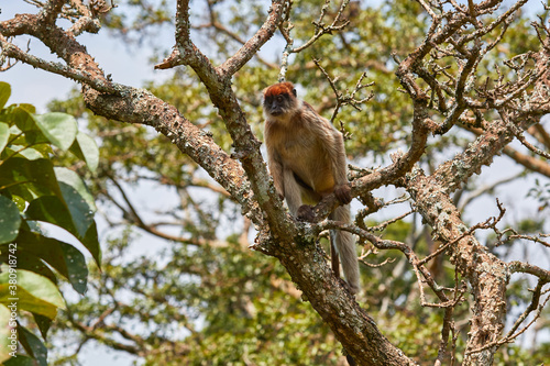 Red colobus high in a tree